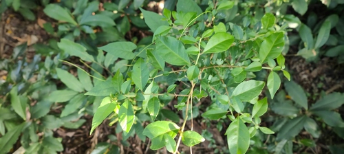 Pisonia aculeata observed 2026-10-09