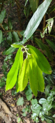 Diospyros blancoi observed 2026-10-09