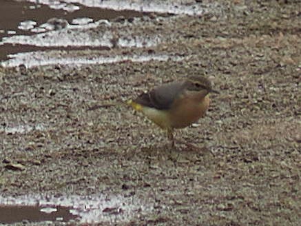 Grey Wagtail