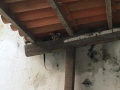 Didelphis albiventris