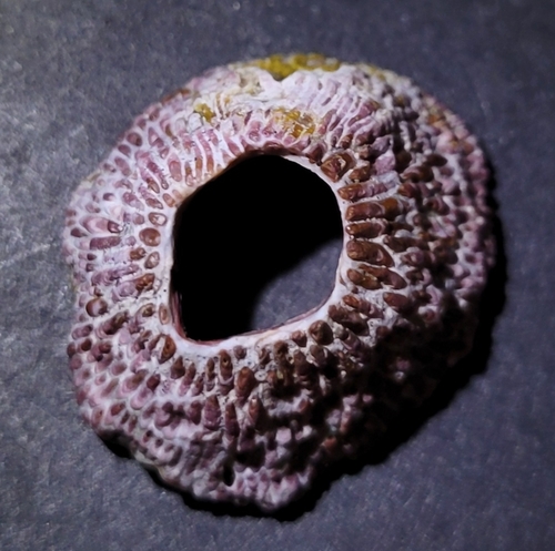 Tetraclita observed 2026-10-11