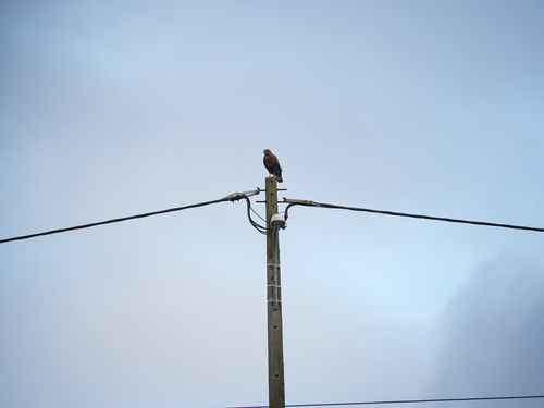 Common Buzzard