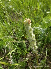 Pedicularis dasystachys