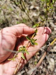 Ceanothus herbaceus