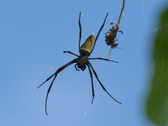 Trichonephila antipodiana