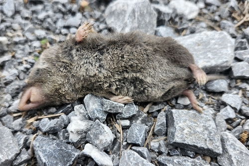 Northern Short-tailed Shrew