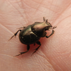 Onthophagus orpheus