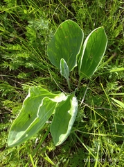 Plantago maxima