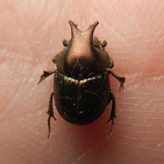 Onthophagus orpheus