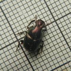 Onthophagus orpheus