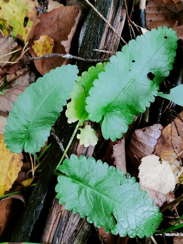 common hedge-nettle