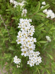 Spiraea cinerea