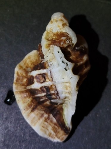 Ceratostoma foliatum observed 2026-10-11