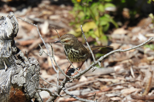 iNaturalist image