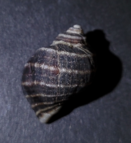 Nucella emarginata observed 2026-10-11