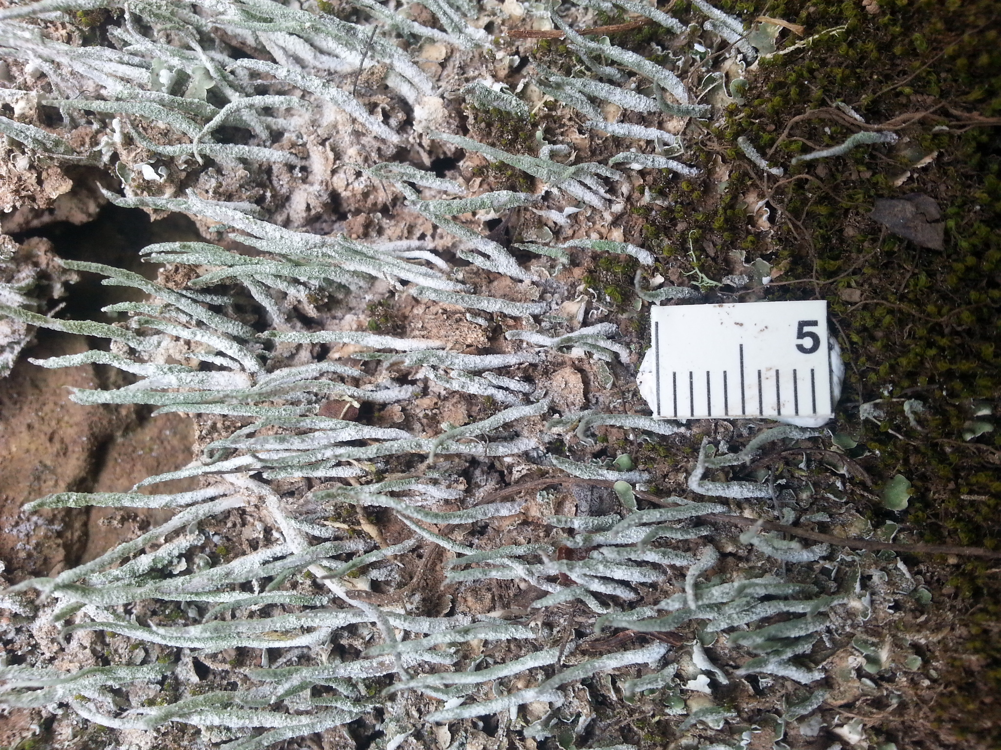 Cladonia coniocraea image
