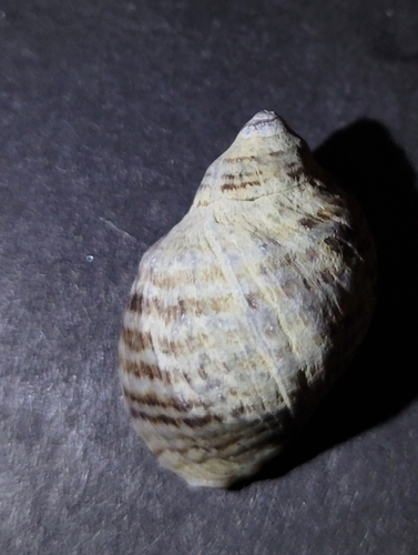 Nucella emarginata observed 2026-10-11