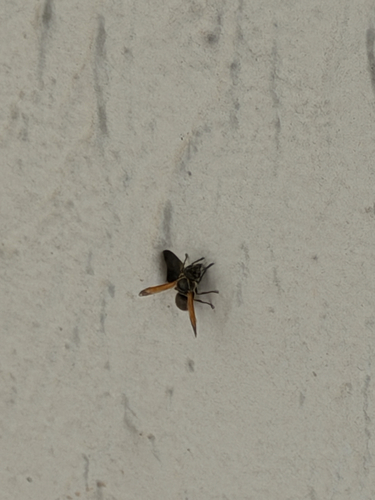 Pachodynerus nasidens observed 2026-10-12