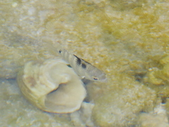 Abudefduf septemfasciatus