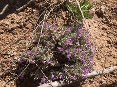 Astragalus sericoleucus