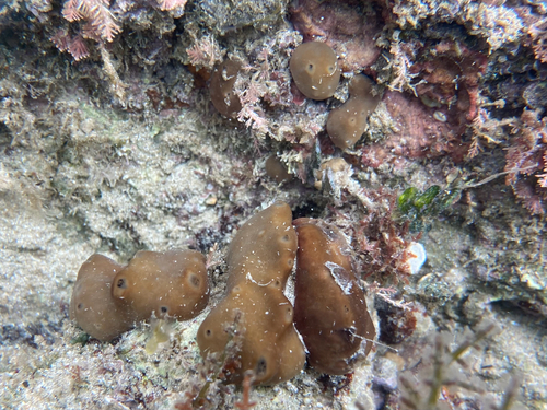 Nucula observed 2026-10-12