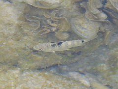 Abudefduf septemfasciatus