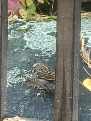 House Sparrow