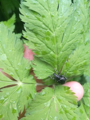 Otiorhynchus gemmatus