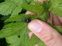 Otiorhynchus gemmatus