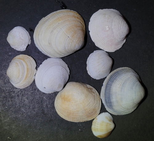 Leukoma staminea, 2026-10-11