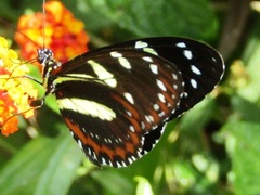 Heliconius atthis