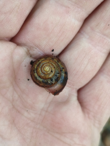 Bush snail