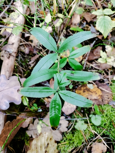 alpine zigzag clover