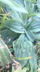 Plantago media