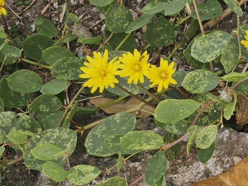 Capparis canescens observed 2026-10-12