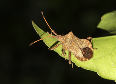 Coreus marginatus