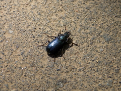 Platycerus