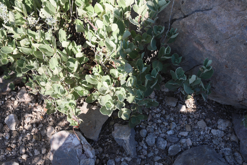plateau rocktrumpet