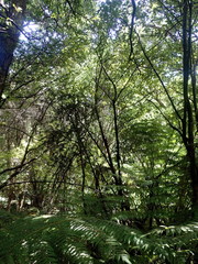 Podocarpus totara