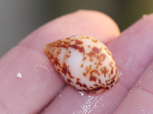 Pythia scarabaeus