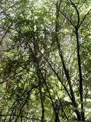 Podocarpus totara