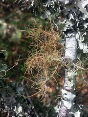 Usnea flavocardia