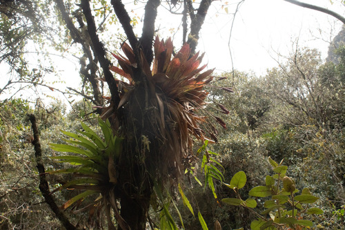 Tillandsia complanata, 2026-10-11