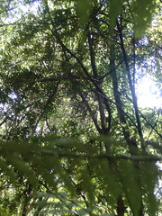Podocarpus totara