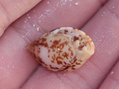 Pythia scarabaeus