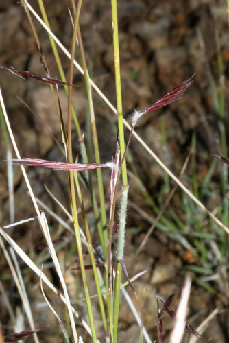 Black Grama
