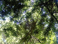 Podocarpus totara