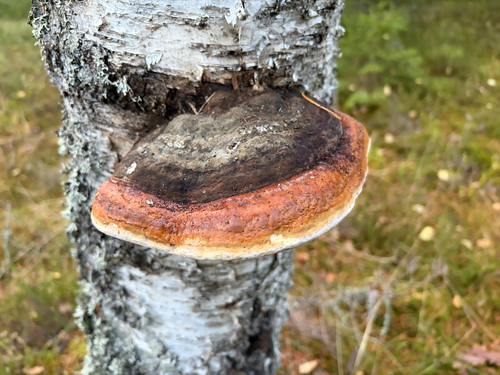 Red-banded Polypore