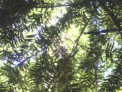 Podocarpus totara