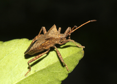 Coreus marginatus